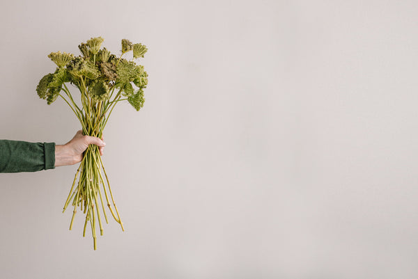 Découvrez Daucus Tinctura